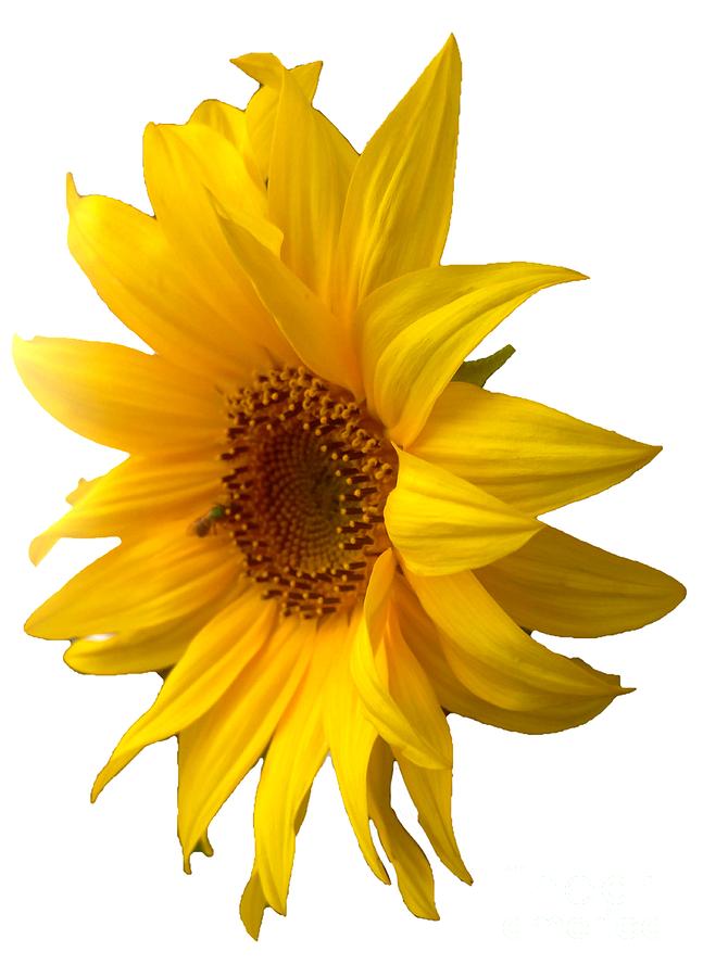 Yellow Sunflower Designed for Shirts Photograph by Delynn Addams