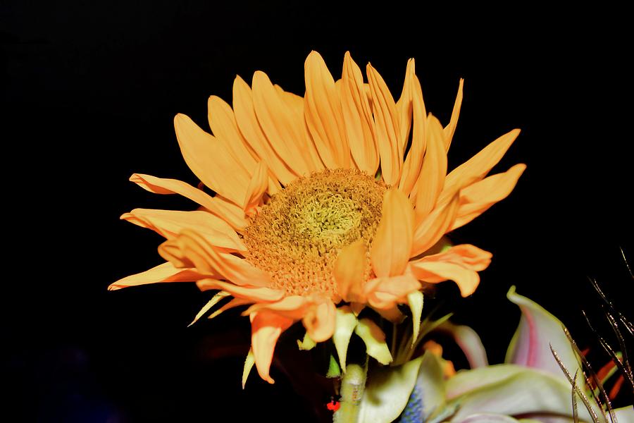 Yellow Sunflower Small Photograph