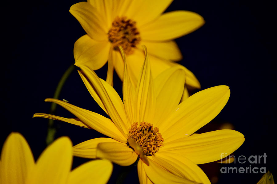 Yellow Sunflowers Delight Photograph by Debra Banks