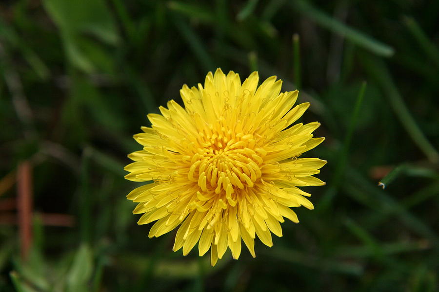 Yellow Sunshine Photograph By Barbara Bargabos - Fine Art America