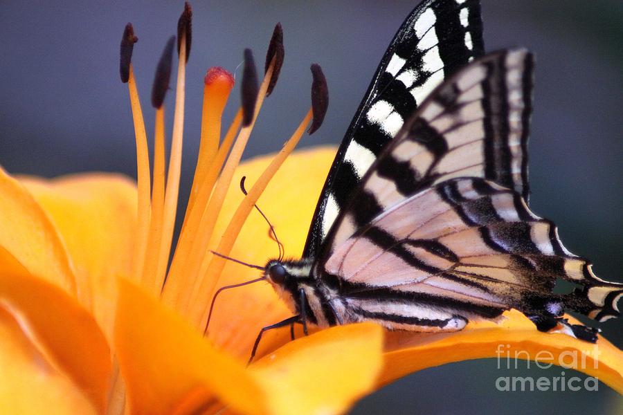 Butterfly Photograph - Yellow Swallowtail Butterfly on Lily Flower 020 by Mrsroadrunner Photography