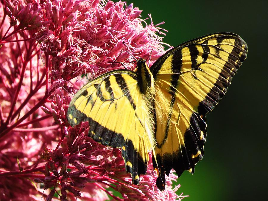 Yellow Swallowtail  Photograph by Lori Frisch