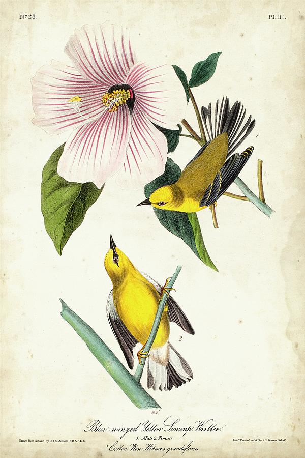 Animal Painting - Yellow Swamp Warbler by John James Audubon