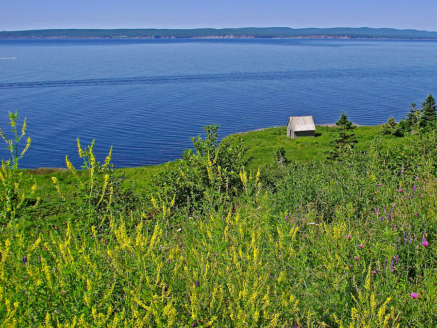 Yellow Sweet Clover on Coast along Gaspe Bay in Forillon National Park, Quebec,, Canada  Photograph by Ruth Hager