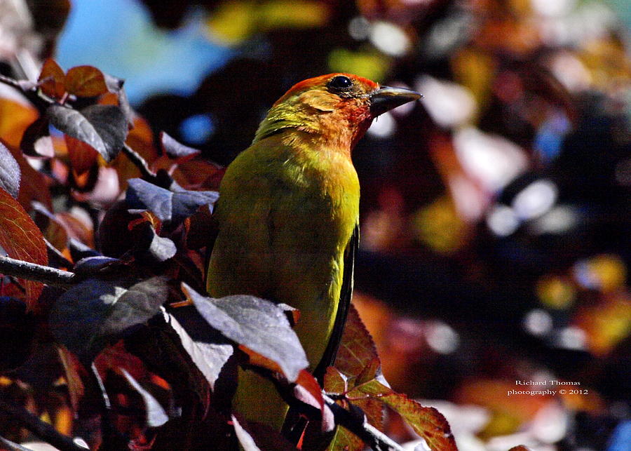 Yellow Tanager  Photograph by Richard Thomas