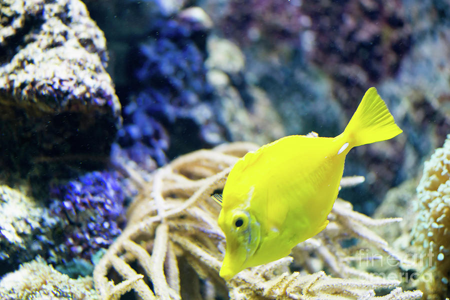 Yellow Tang Photograph by Microgen Images/science Photo Library