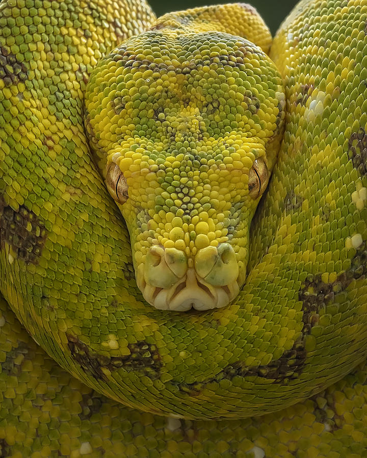 Snake Photograph - Yellow by Tantoyensen