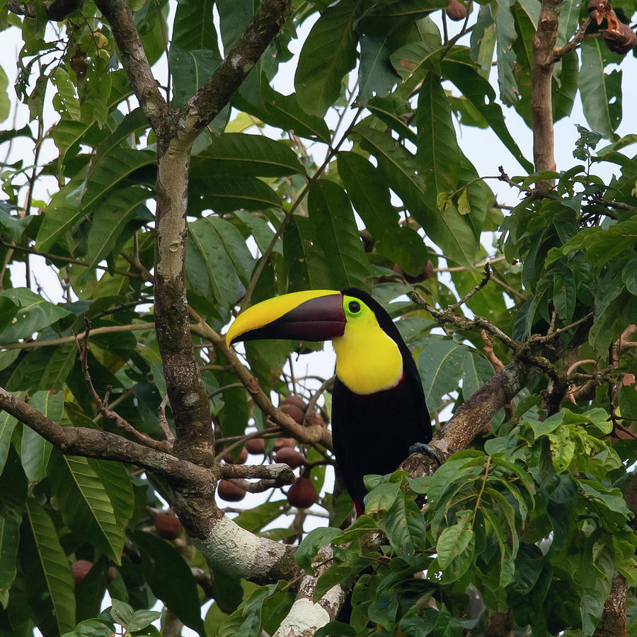 Yellow-throated Toucan Photograph by Patrick Nowotny
