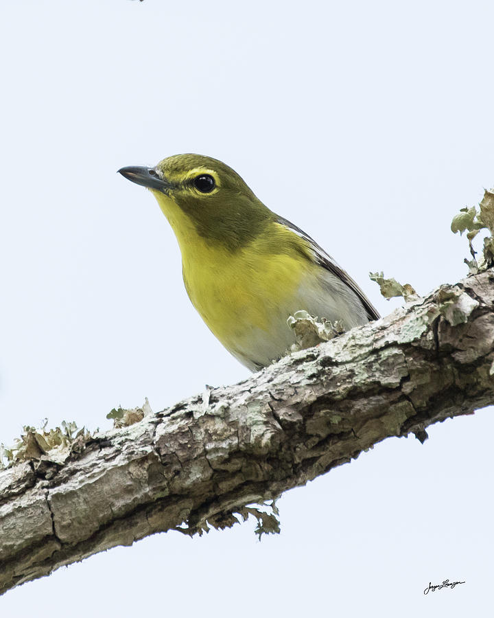 Yellow-throated Vireo Photograph by Jurgen Lorenzen