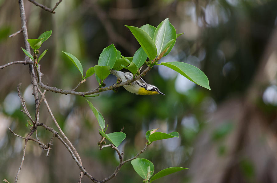 Yellow-throated Warbler Photograph