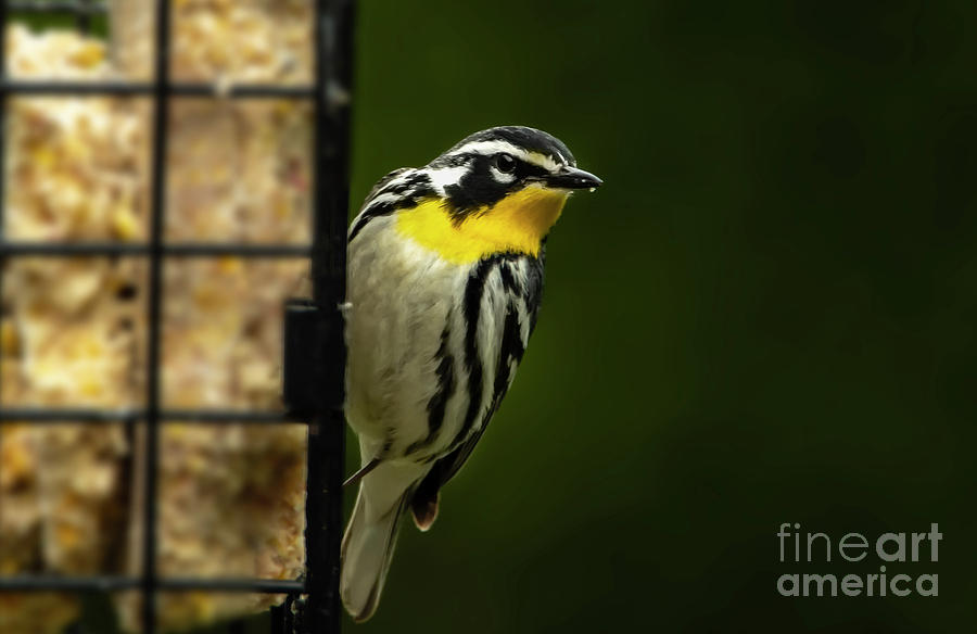 Yellow Throated Warbler Photograph by Sandra Js
