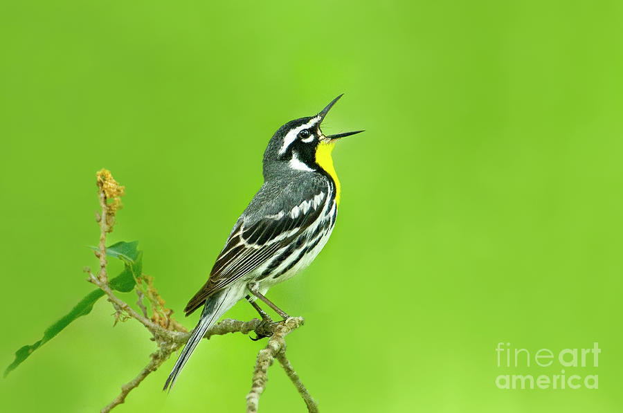Yellow-throated Warbler Setophaga Dominica Albilora Wild Texas Photograph by Dave Welling