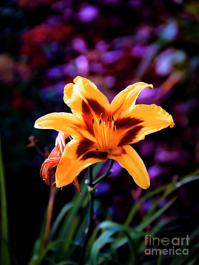 Yellow Tiger Lily Photograph by Marina McLain