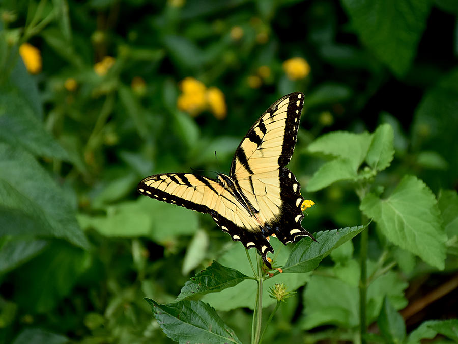 Yellow Tiger Swallowtail Butterfly  Photograph by Christopher Mercer
