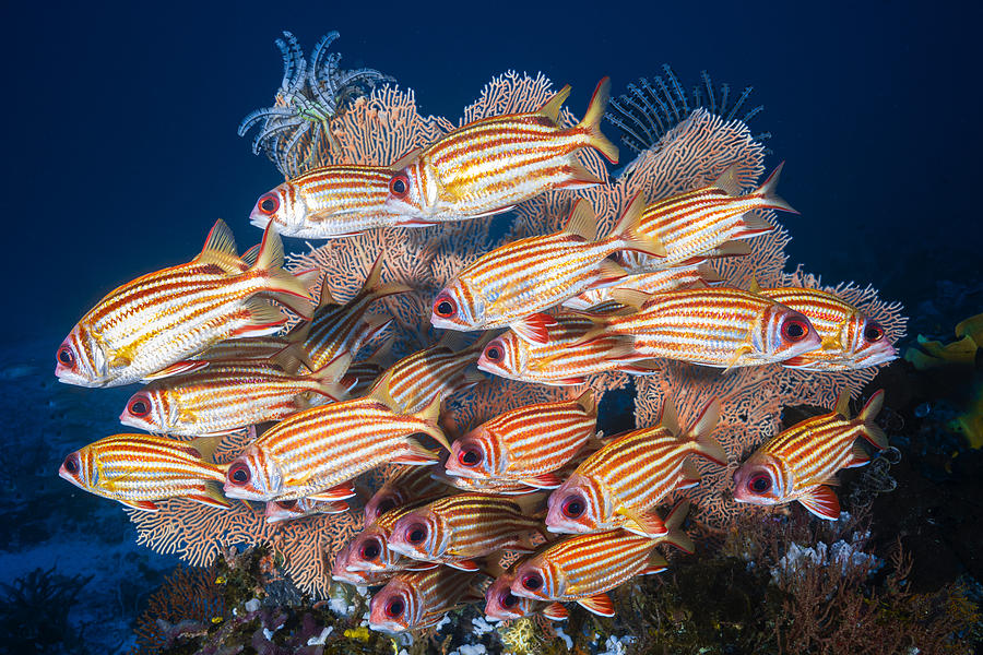 Yellow-tipped Squirrefish Photograph by Barathieu Gabriel