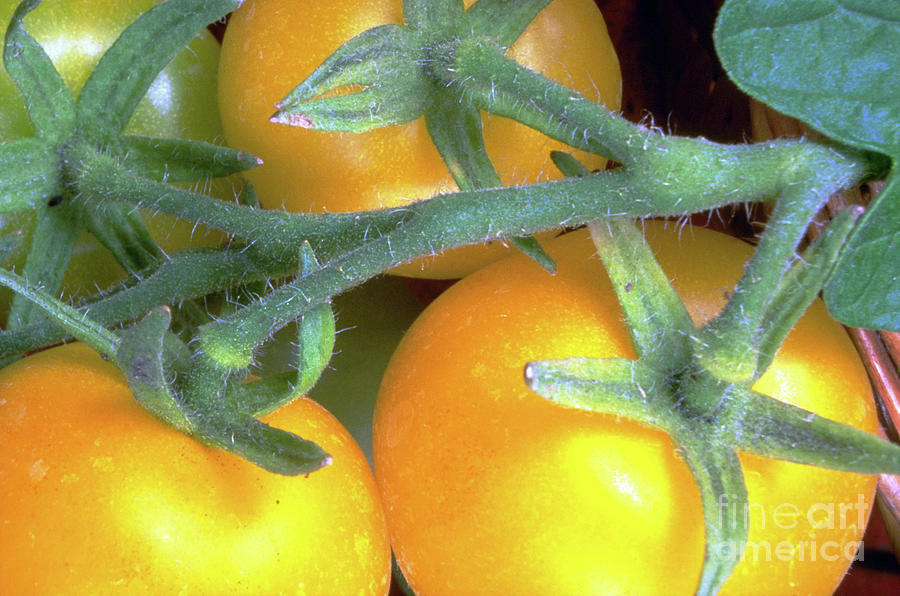 Yellow Tomatoes On Vine Photograph by Ray Lacey/science Photo Library