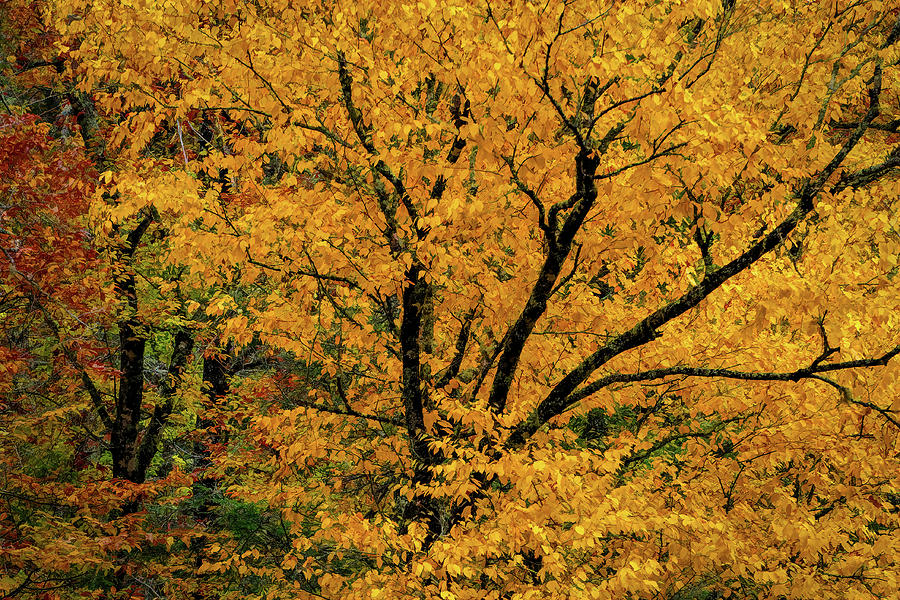 Yellow Tree Leaf Brilliance by Claire Turner Yellow Tree Leaf Brilliance by Claire Turner
