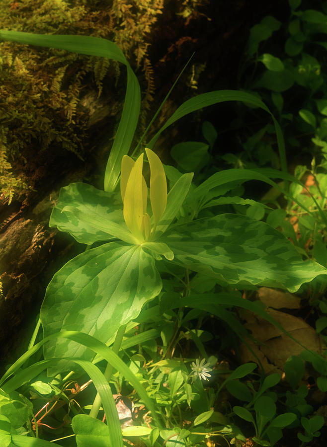Yellow Trillium, Trillium Luteum In Photograph by Jerry Whaley