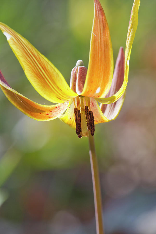 Yellow Trout Lily Photograph by Ivan Kuzmin