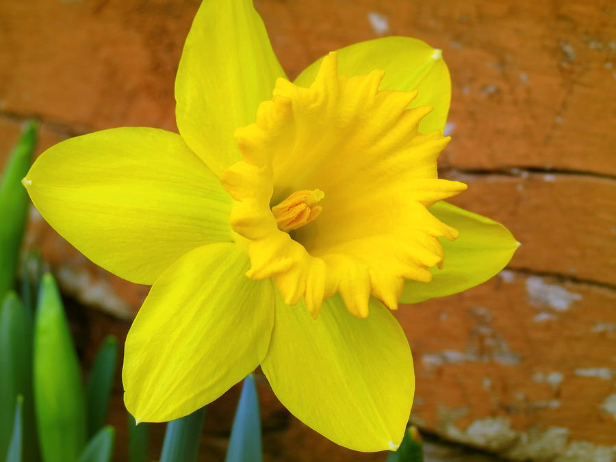 Yellow Trumpet Daffodil Photograph by Kay Novy - Pixels