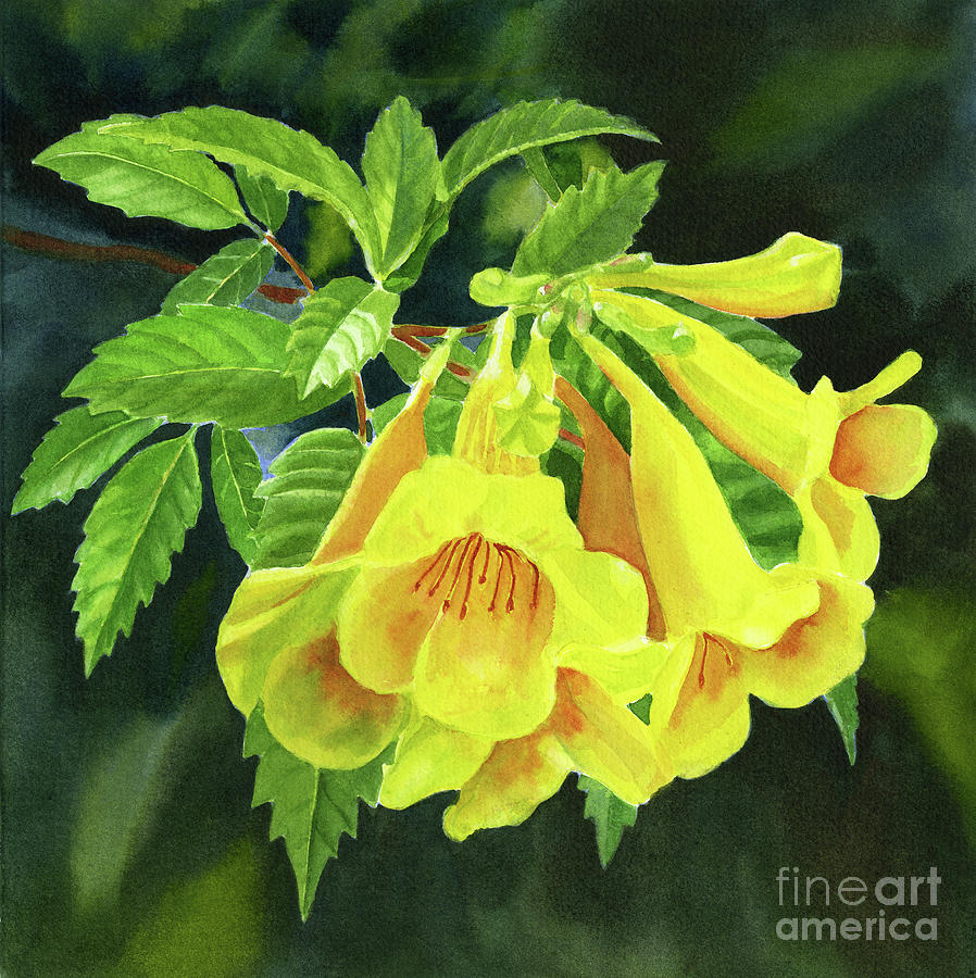 Yellow Trumpet Flowers with dark background 2 Painting by Sharon Freeman