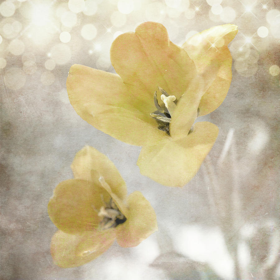 Flower Mixed Media - Yellow Tulip 03 by Lightboxjournal