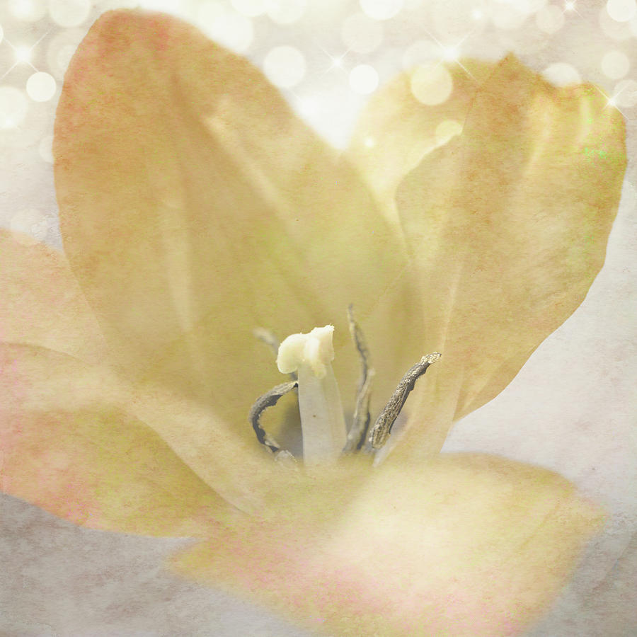 Flower Mixed Media - Yellow Tulip 04 by Lightboxjournal