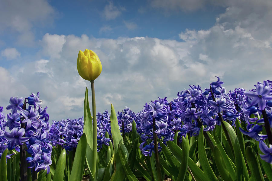 Yellow Tulip And Hyacinths Photograph by Reinder Wijma Photography