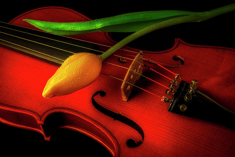 Flower Photograph - Yellow Tulip And Violin Romance by Garry Gay