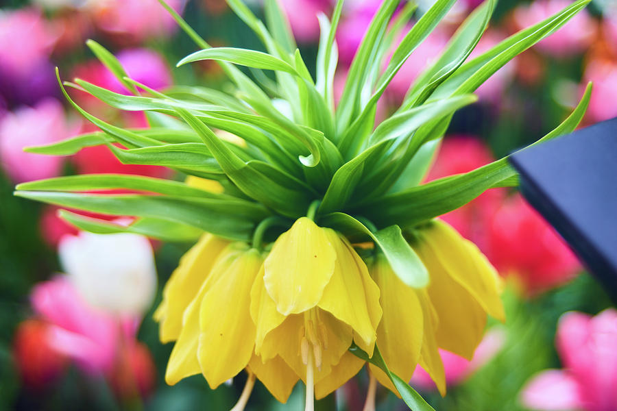 Background Photograph - Yellow tulip close up by Lukas Kerbs Background Photograph - Yellow tulip close up by Lukas Kerbs