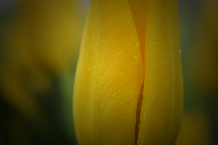 Yellow Tulip - Detail Photograph by Richard Andrews