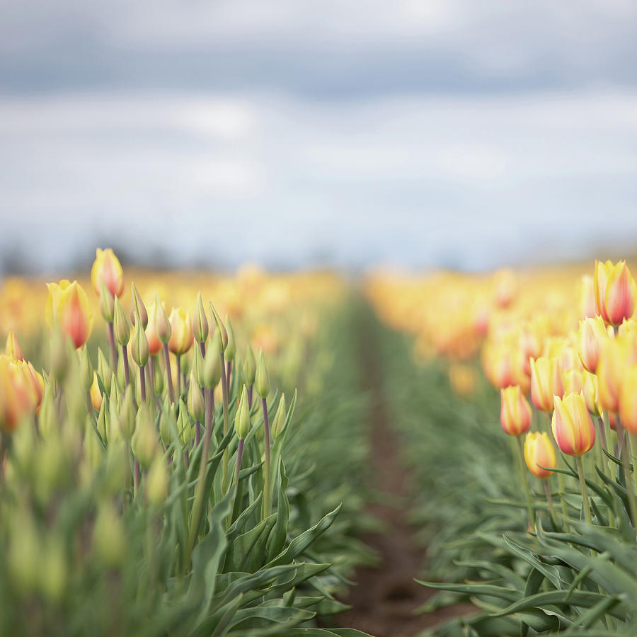Yellow Tulip Field 1 by Rebecca Cozart Yellow Tulip Field 1 by Rebecca Cozart