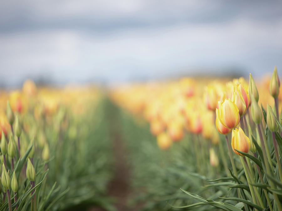Yellow Tulip Field 2 Photograph by Rebecca Cozart