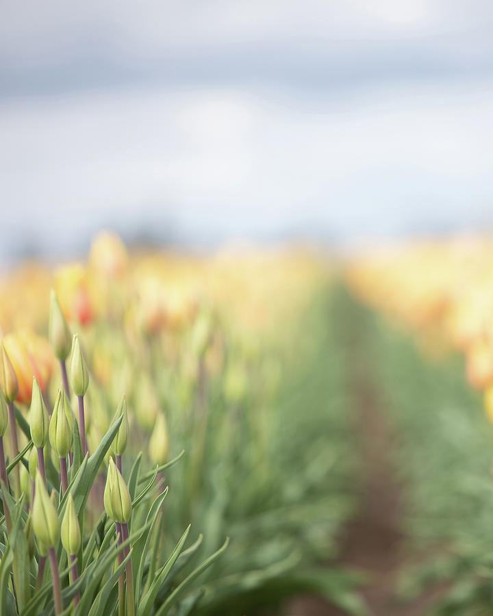 Yellow Tulip Field 3 Photograph