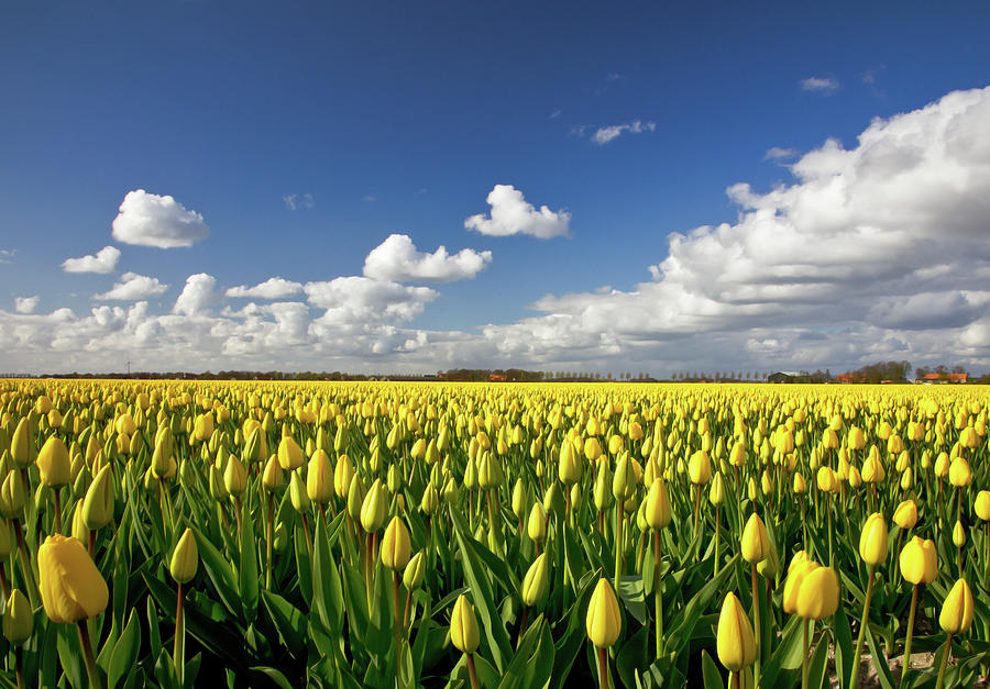 Yellow Tulip Field Photograph by Reinder Wijma Photography