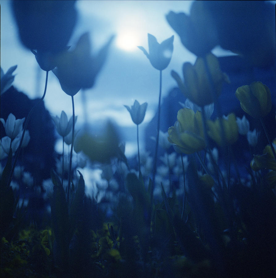 Yellow Tulip Flowers In Blue Film Tones Photograph by Edward Olive - Fine Art Photographer