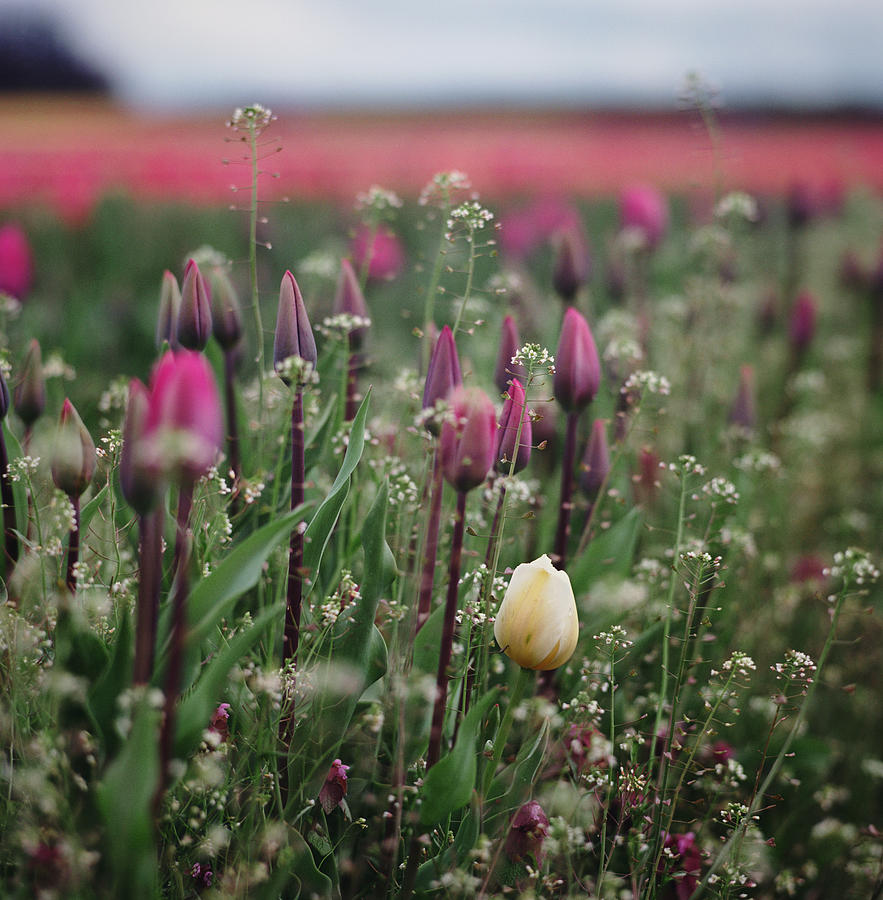 Yellow Tulip In Field Of Purple Tulips Photograph by Danielle D. Hughson