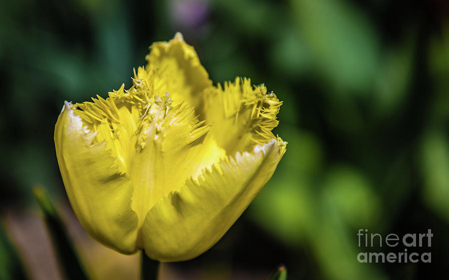 Yellow Tulip Photograph by Lyl Dil Creations
