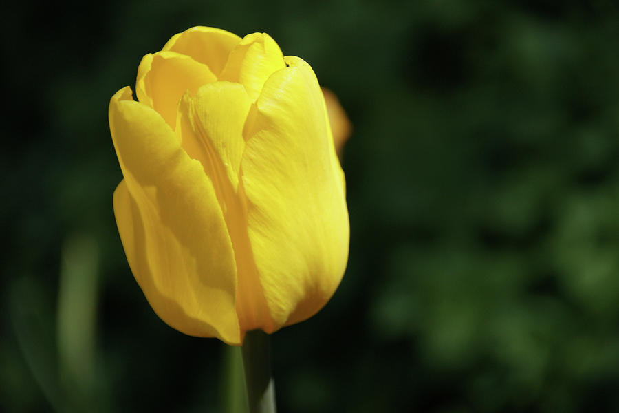 Yellow Tulip Photograph by Mike Murdock