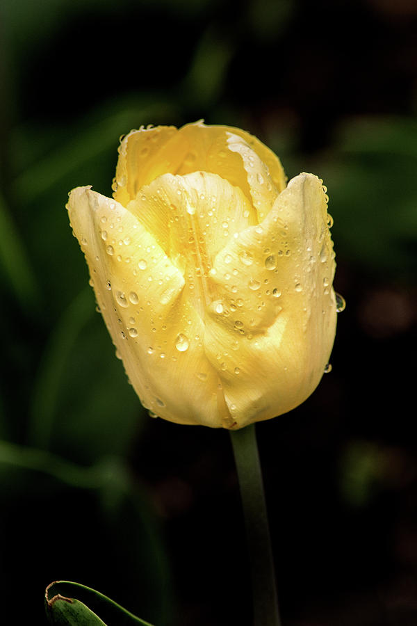 Yellow Tulip-Side Photograph by Don Johnson