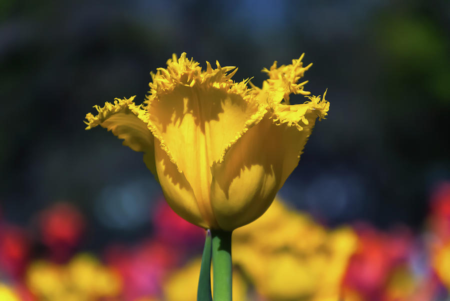 Tulip Photograph - Yellow Tulip With Soft Colors by Anthony Paladino