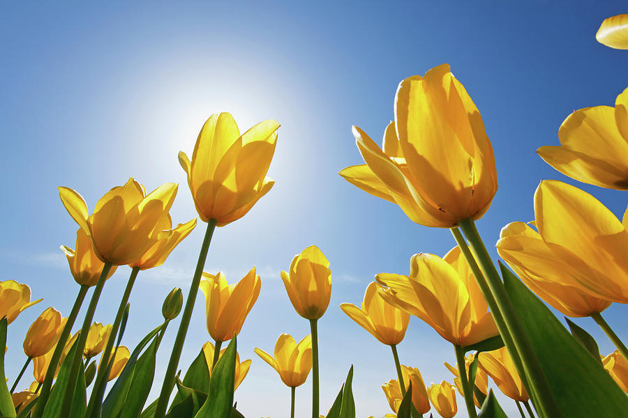 Yellow Tulips Against A Blue Sky At Photograph by Design Pics / Craig Tuttle