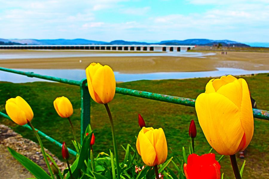 Yellow Tulips and Arnside Viaduct Scene Photograph by Loretta S