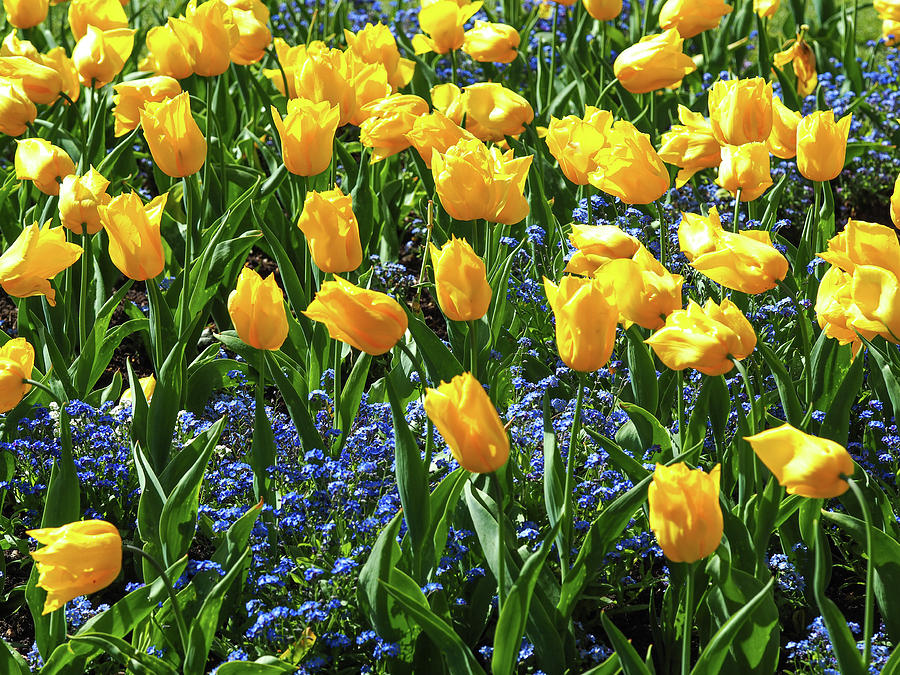 Yellow Tulips, Blue Forget-me-Nots Photograph by Angie C - Fine Art America