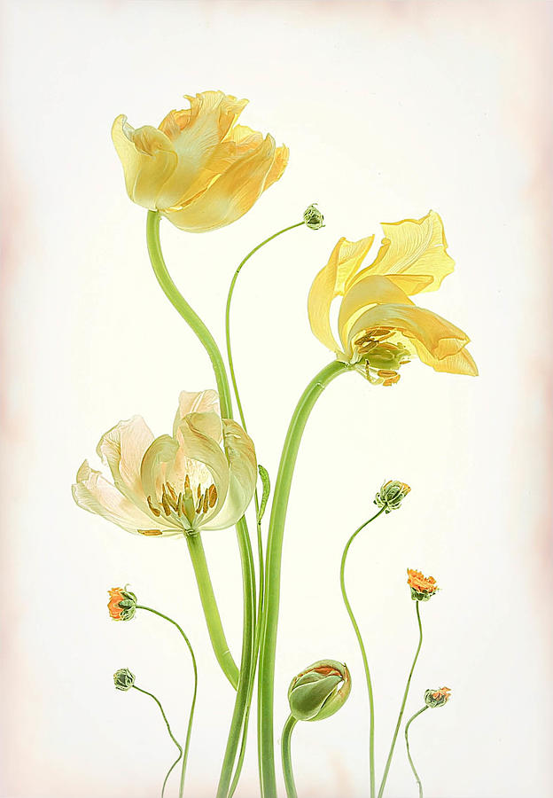 Yellow Tulips Photograph by Fangping Zhou