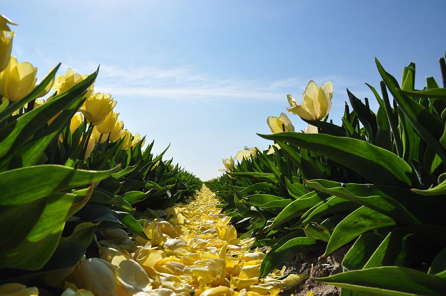 Yellow Tulips Field Photograph by Powerfocusfotografie