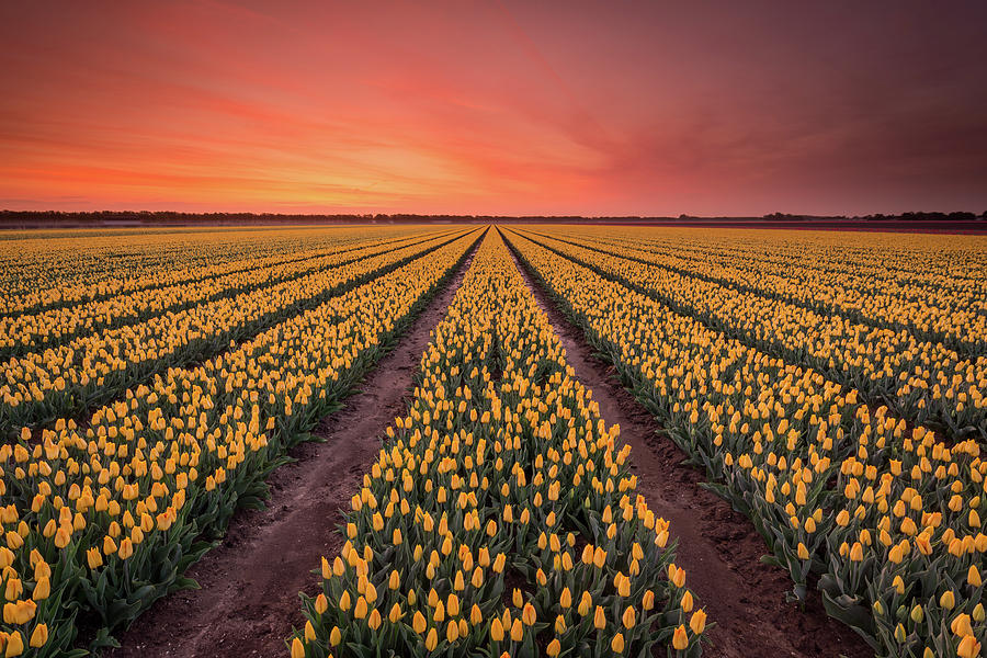 Yellow tulips Photograph by Jenco van Zalk