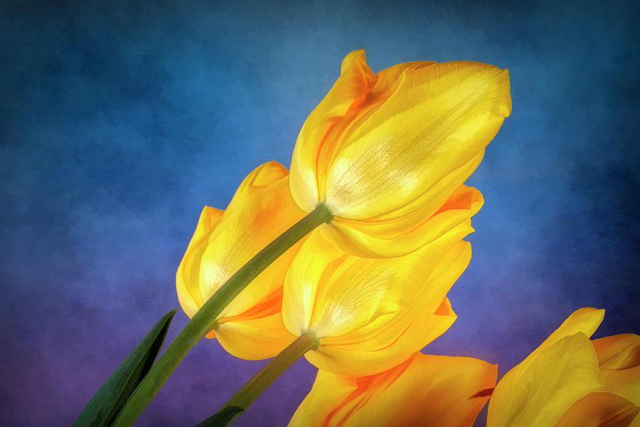 Flower Photograph - Yellow Tulips on Blue by Tom Mc Nemar