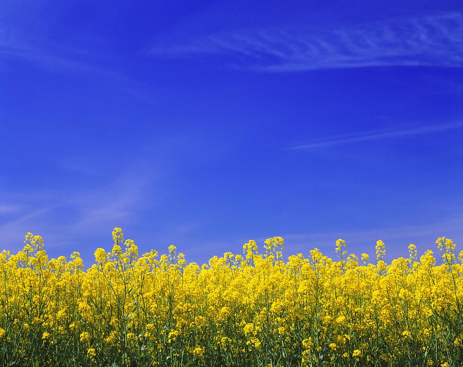 Yellow Vegetation Beneath Blue Sky Of Photograph by Pierre Rosberg Yellow Vegetation Beneath Blue Sky Of Photograph by Pierre Rosberg