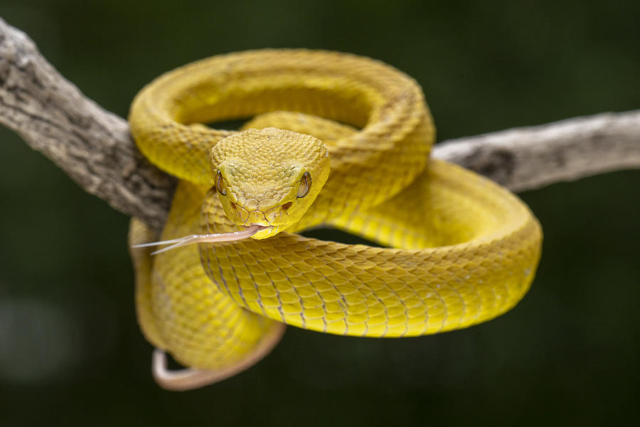 Yellow Venom Photograph by Ajar Setiadi - Fine Art America